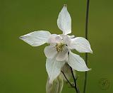 Flower 9M14D-25